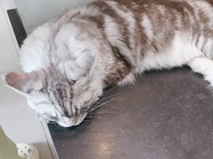 -御宝贝·A梦猫科宠物医院(国际猫友好医院)