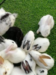 -萌宠亲子动物乐园(槐房万达店)