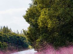 -昆山城市生态森林公园