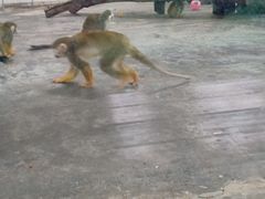 -西安秦岭野生动物园