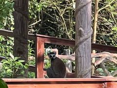 -海南热带野生动植物园