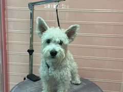 -FAELING PETS美天灵宠物(合生汇店)