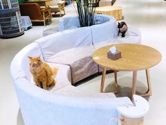 -藏猫猫咖啡主题馆(中央大道店)