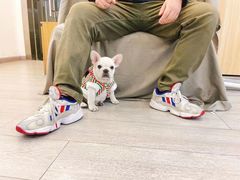 -萌宠之家·腊肠犬·马尔泰·小体犬舍