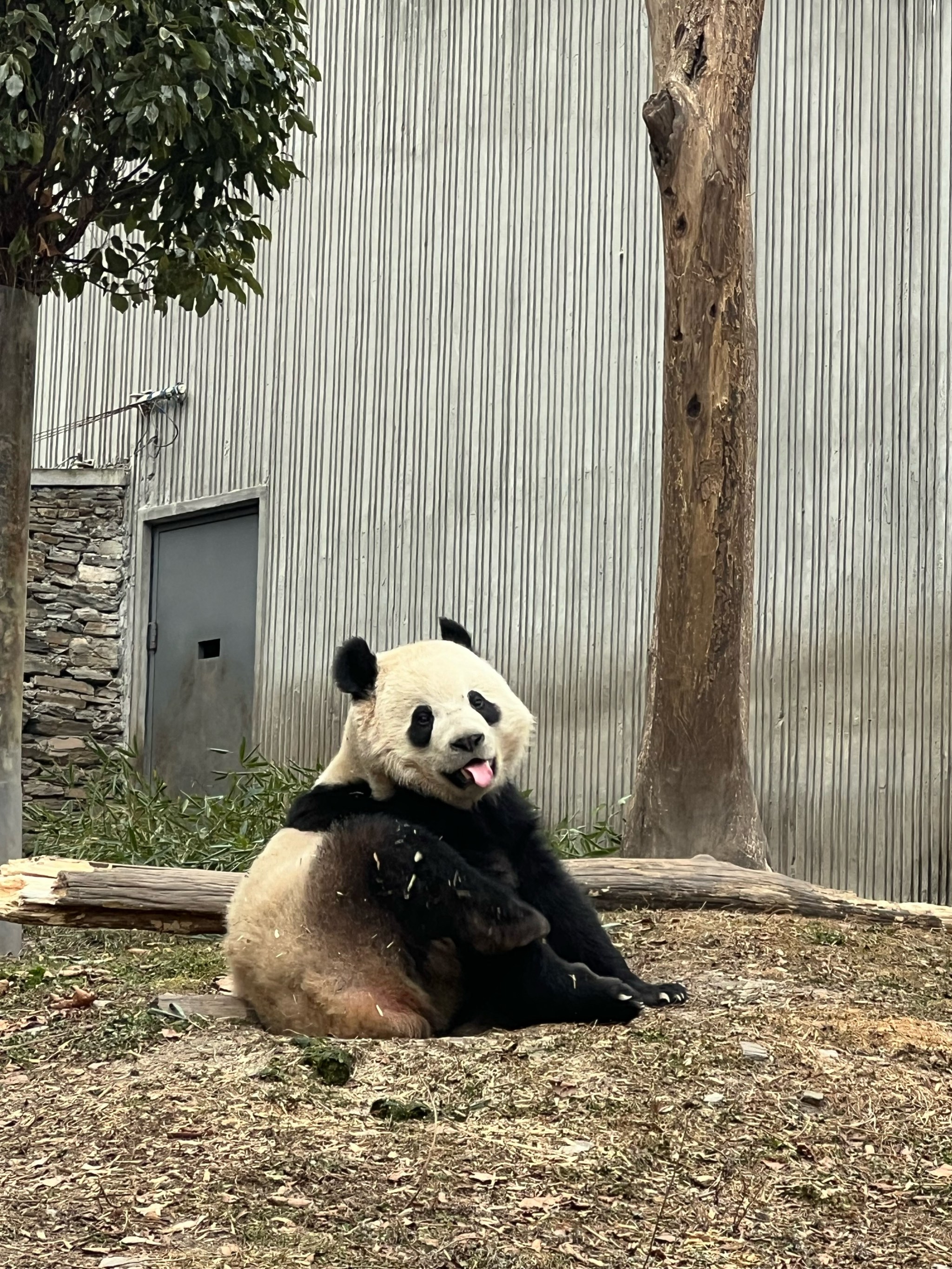 国宝大熊猫的生活环境图片