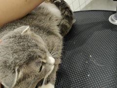 -BABIT巴比特宠物(MOMOPARK店)