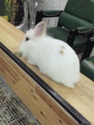 -神奇动物撸宠馆·羊驼·小浣熊·异宠(豫园店)