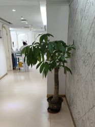 -广州美莱医疗美容医院