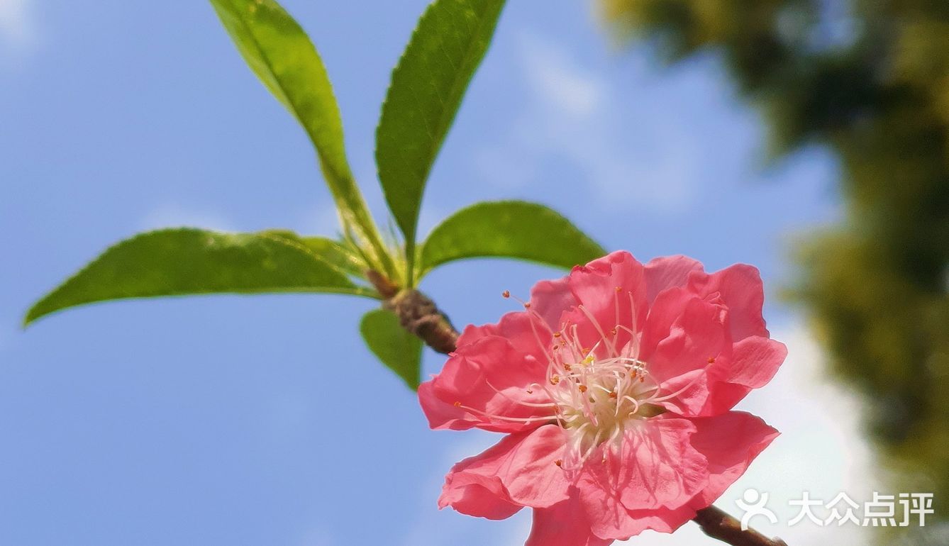 深圳人的后花园|暖暖的春风迎面桃花朵朵开