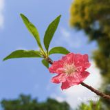 深圳人的后花园|暖暖的春风迎面桃花朵朵开