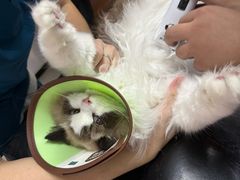 -御宝贝·A梦猫科宠物医院(国际猫友好医院)