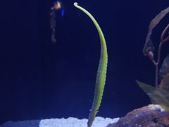 -上海海洋水族馆