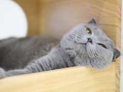 -藏猫猫咖啡主题馆(中央大道店)