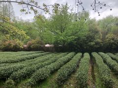 -东航云逸酒店(九溪烟树店)