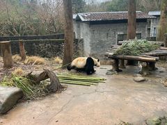 -都江堰中华大熊猫苑
