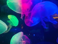 -太平洋海底世界