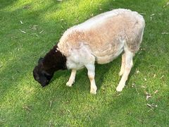 -芭厘·农庄老字号.电饭煲五指毛桃焗鸡