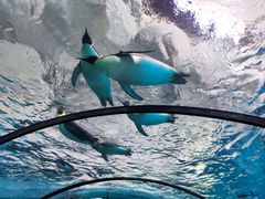 -珠海长隆海洋王国