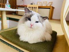 -猫在这儿猫咪咖啡馆·撸猫馆
