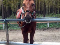 -崇明东平国家森林公园烧烤房车露营地