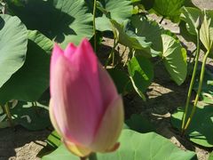 -杜氏旅游度假区