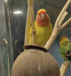 -神奇动物撸宠馆·羊驼·小浣熊·异宠(豫园店)