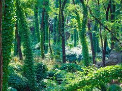 -泰山风景名胜区