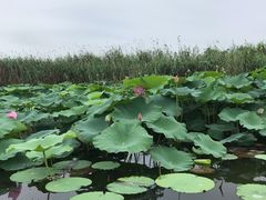 -荷塘月色湿地公园·向阳花洲