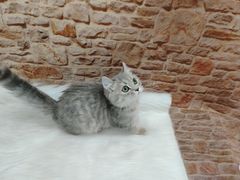 -1013 PET SHOP精品宠物商店(丁香店)