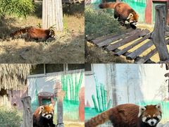 -泉州海丝野生动物世界