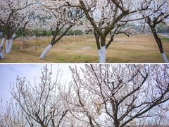 -国际非物质文化遗产博览园