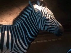 -清迈夜间动物园