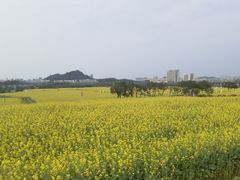 -光明小镇欢乐田园