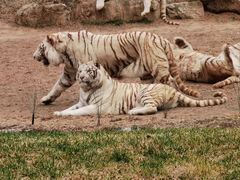-北京野生动物园