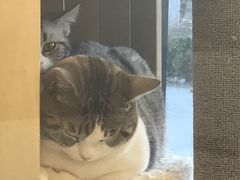 -猫大福·Fortune Cat猫舍(百子湾店)