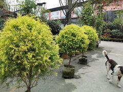 -金科花卉市场