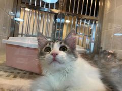 -1013 PET SHOP 宠物商店(近铁城市广场店)