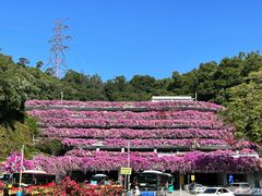 -深圳仙湖植物园