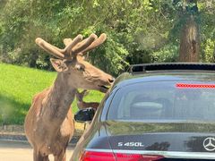 -北京野生动物园