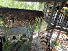 -Rainforest
