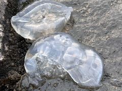 -台场海滨公园船码头