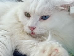 -有猫主题·治愈系猫咖(曾厝垵店)