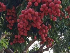 -从化深英荔枝黄皮龙眼采摘园