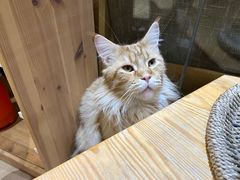 -藏猫猫咖啡主题馆(中央大道店)