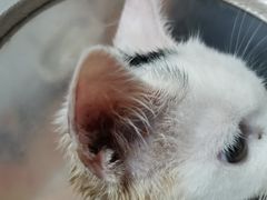 -暖阳宠物医院·犬猫康复中心·骨科