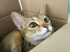 -康乐宝动物医院