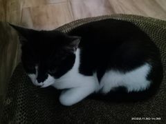 -伟伟宠物医院·CT影像中心·瑞派犬猫综合性门诊(汉口总院)