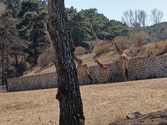-沈阳森林动物园
