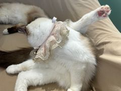 -怪兽屋·羊驼·猫咖·狗咖(俊华广场店)