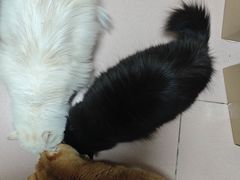 -宠福鑫动物医院(城北分院)